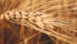 The financial repercussions of Italy’s labelling proposal on the Canadian durum industry could be significant. | File photo
