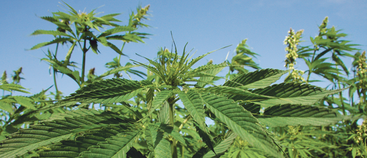 An increase in acres along with export market competition could push prices down.  |  File photo