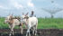 Opposing attitudes regarding cattle are one illustration of India’s diversity. Peasant farming stands next to high tech industry and the majority Hindu culture must find accommodation with huge populations of Muslims and other religious and non-religious minorities. | Reuters photo