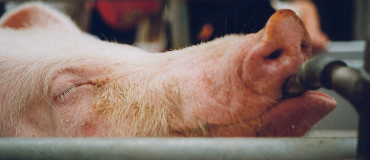 In a recent case, an Ontario judge reaffirmed the right for farmers to raise and transport livestock unhindered.  |  File photo