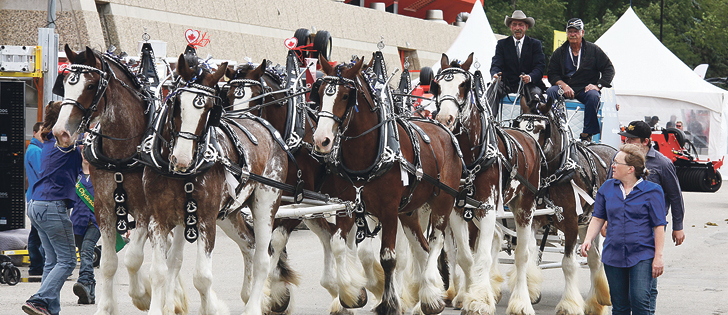 The annual antique truck and tractor parade at Canada’s Farm Progress Show went extra-old-school with an eight horse Clydesdale hitch, owned and driven by Harvey MacFarlane of Summerberry, Sask.
|  Michael Raine photo