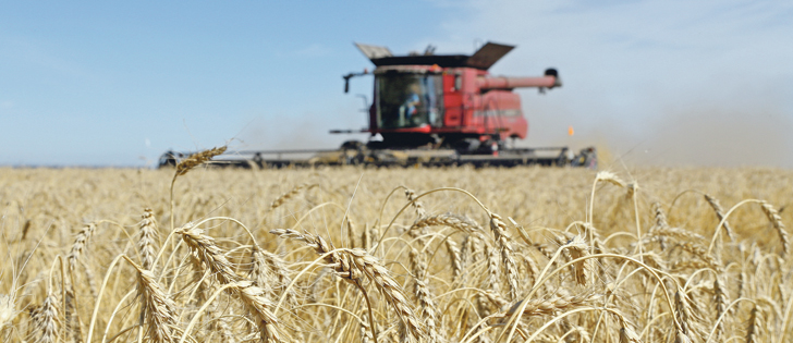 Spring wheat acres are down 40 percent from where they were 35 years ago.  |  File photo