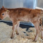 A sicly-looking calf stands in some bedding in an aluminum trailer.