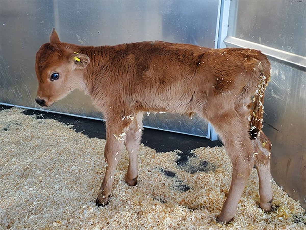 A sicly-looking calf stands in some bedding in an aluminum trailer.