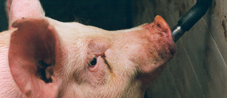 Hog industry advocates say environmental groups and media reports have “demonized”the hog industry with misleading reports.  |  File photo