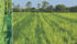 Palmer amaranth is the most aggressive pigweed species. It is related to waterhemp and can grow up to ten centimetres a day. | USDA/Alan Cressler photos