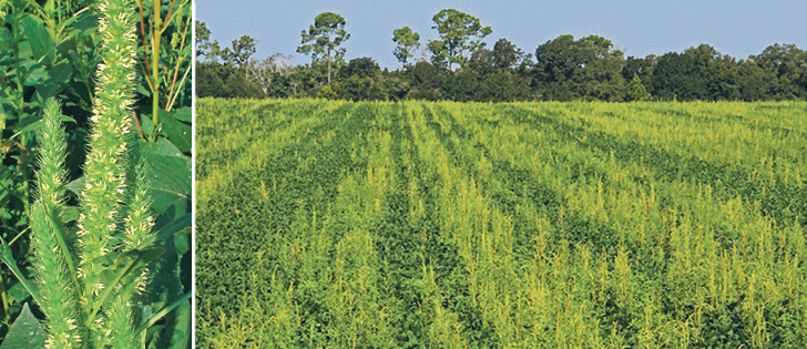 Palmer amaranth is the most aggressive pigweed species. It is related to waterhemp and can grow up to ten centimetres a day.  |  USDA/Alan Cressler  photos