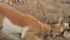 Pronghorn go under fences rather than over them and efforts are underway to make their passage easier while still confining cattle herds. Researchers found pronghorns did not like the goat bar, which has the two lower strands enclosed in PVC pipe. | Alberta Conservation Association photo