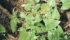 Wild buckwheat is a yield robber, but it can also cause harvesting headhaches. | Michael Raine photo