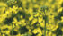 A new Agriculture Canada study suggests tight canola rotations do not provide better returns than longer and more diverse rotations.
| File photo