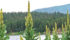 Common mullein is not well known to prairie farmers, but it is a serious pest and part of Alberta’s noxious weed list. | USDA photo