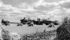 Wheat is harvested near Brooks, Alta., in September 1950. | File photo