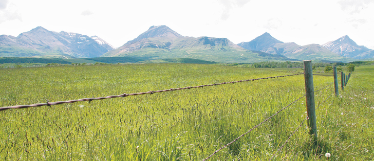 A crop specialist says drought hardy native grasses excel at carbon sequestration because they put a lot of energy into root growth and root mass as a hedge against drought.  |  File photo