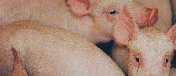 Antibiotics are used to prevent, manage and treat disease in pigs. They can also improve feed efficiency.   |  File photo
