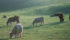 Native forages can allow producers to extend the grazing season and let cattle do the harvesting and fertilizing. | File photo