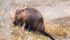 There are mitigation measures, such as tree fencing, culvert installation and pond levellers, that can aid in producer-beaver coexistence — if producers are willing to install them. | Vanessa Carney photo