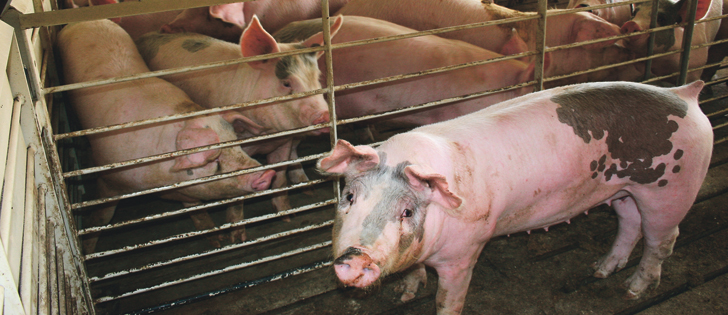Producers are told to ramp up biosecurity measures, including trailer disinfection and strict barn entry protocols.  |  Getty photo
