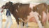 The grand champion red and white Holstein was awarded to West Coast Holsteins of Chilliwack, B.C. Andrew Wildeboer was at the halter. | Barbara Duckworth photo