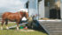 Bring your own feed to horse events to avoid changes in diet that can cause colic or diarrhea. | Getty photo