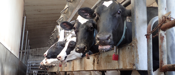 The head of Canada's dairy industry group highlighted the role of Canadian dairy producers in the domestic market as the potential for trade agreement renegotiations loom. | File photo