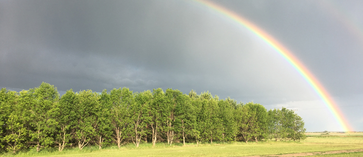 All regions of Manitoba received rainfall, ranging from 15 to 55 millimetres, during the week ended June 19, with the moisture generally beneficial for crops, according to the latest provincial crop report. | File photo