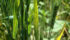 Southern Alberta farmers growing cereals, winter wheat in particular, are advised to watch for wheat streak mosaic virus in their crops. | Screencap via pest.ceris.purdue.edu