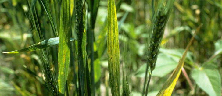 Southern Alberta farmers growing cereals, winter wheat in particular, are advised to watch for wheat streak mosaic virus in their crops. | Screencap via pest.ceris.purdue.edu