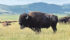 Crude protein content in feed fell one percent to 9.5 percent btween 2005 and 2015. The issue affects bison as well as cattle. | Barb Glen photo