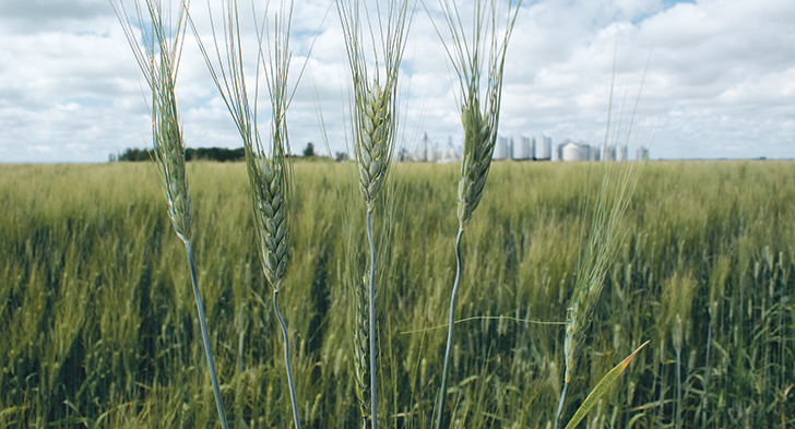 Analyst says cattle producers will look for alternatives if feed barley prices continue to climb.  |  File photo