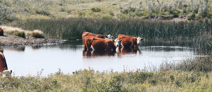 All livestock producers should monitor their herds and water sources more often than usual when the weather is hot.  | File photo