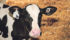 A calf at Cheslen Dairies wears two ear tags as mandated by Dairy Farmers of Canada. The dairy uses the tagging system to activate robotic feeders identifying each animal and portioning out food.
| Barbara Duckworth photo