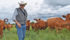 Roland Cailliau, vice-chair of Alberta Beef Producers, checks his cattle herd on the ranch north of Valleyview, Alta. | Barb Glen photo