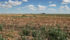 Dry conditions are becoming more widespread in Saskatchewan, especially in the southern part of the province where there has been little rain. | File photo