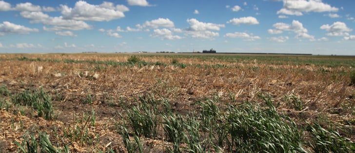 Dry conditions are becoming more widespread in Saskatchewan, especially in the southern part of the province where there has been little rain. | File photo