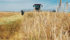 Researchers are looking for traits in wild barley varieties that could enhance modern crops. | File photo