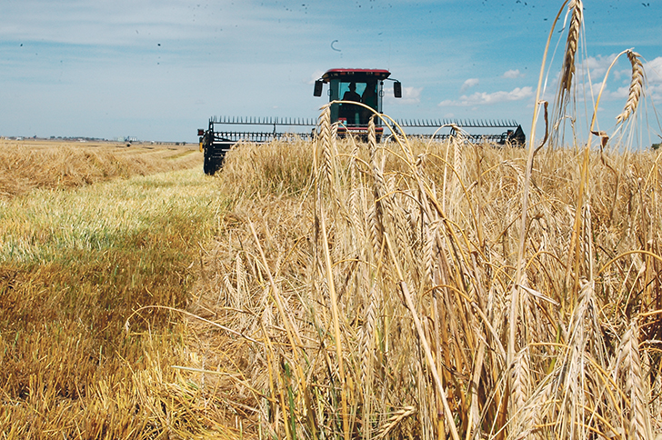 Researchers are looking for traits in wild barley varieties that could enhance modern crops.  |  File photo