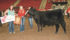 Bailery Wauters of Wrentham won the supreme champion commercial beef award at the Calgary Stampede. Barbara Duckworth photos