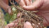 The nitrogen-fixing nodules are evident on a fababean root. |  Barb Glen photo