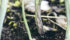A commercial blackleg race test may be available for producers as soon as next year once the molecular markers and a protocol are tested and validated through the diagnostic labs. | Robin Booker photo.