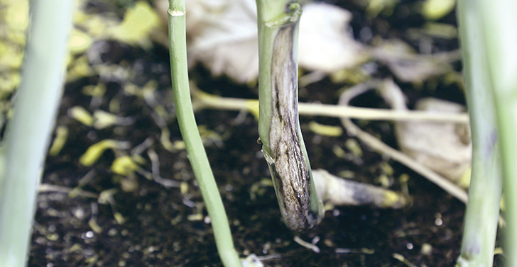 A commercial blackleg race test may be available for producers as soon as next year once the molecular markers and a protocol are tested and validated through the diagnostic labs. | Robin Booker photo.