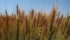 Benchmark Chicago Board of Trade wheat futures jumped 23 percent in June and high-protein spring wheat climbed 34 percent, driven up as severe drought reduced production in some key U.S. and Canadian growing regions. | File photo