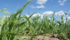 Crops in many areas of Manitoba are starting to dry out, according to the latest weekly report from Manitoba Agriculture for the week ended July 4. | File photo