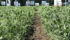 Demonstration crop plots are growing well at the Ag In Motion show site. This image was taken on July 7, 2017 | Robin Booker image