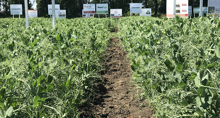 Demonstration crop plots are growing well at the Ag In Motion show site. This image was taken on July 7, 2017 | Robin Booker image