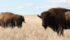 Dave Carter, executive director for the National Bison Association, said the declaration is a way to further promote bison. | File photo
