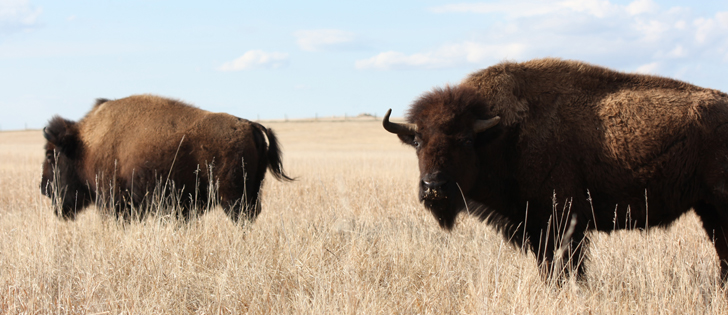 Dave Carter, executive director for the National Bison Association, said the declaration is a way to further promote bison. | File photo