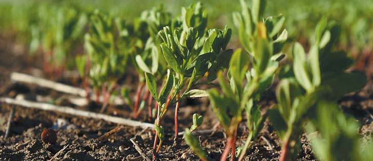 Food safety topic for pulse crops was on the agenda at Vancouver meeting.  | D'Arce McMillan photo