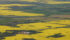 For the first time ever, Canadian farmers planted more canola than all wheat, including durum, according to Statistics Canada.
| File photo