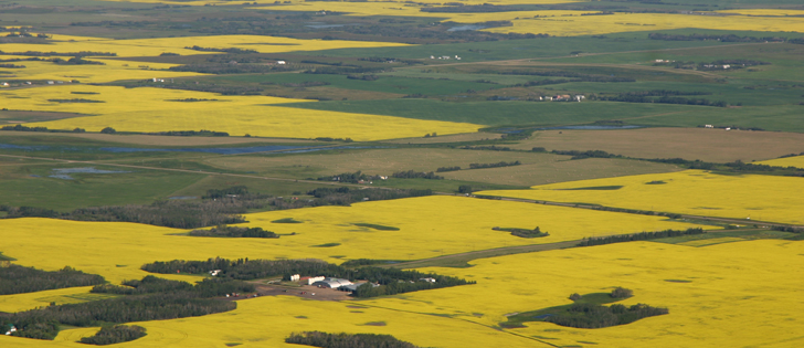 For the first time ever, Canadian farmers planted more canola than all wheat, including durum, according to Statistics Canada.
 | File photo