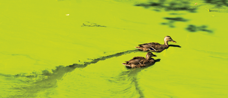 In late July, the Government of Canada committed $25.7 million to the Lake Winnipeg Basin program. The goal of the program is to reduce nutrient pollution in the lake and water bodies within the lake's watershed. Excessive nutrient loading has caused massive algae blooms in Lake Winnipeg, so large that the green algae can be seen from space. |  GETTY IMAGE